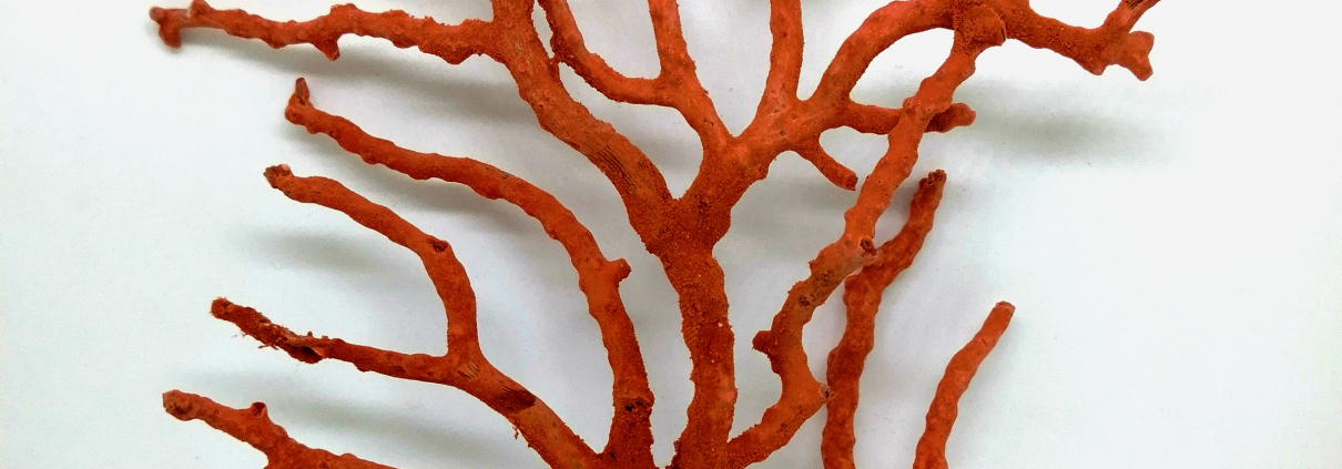 corallo rosso del mediterraneo